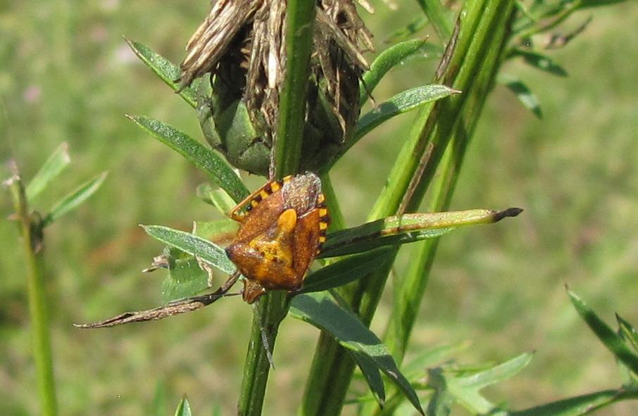 Pentatomidae: Carpocoris purpureipennis del Piemonte (BI)